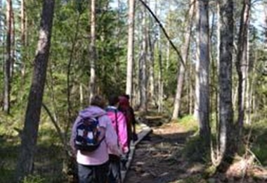 Promenad i skogen