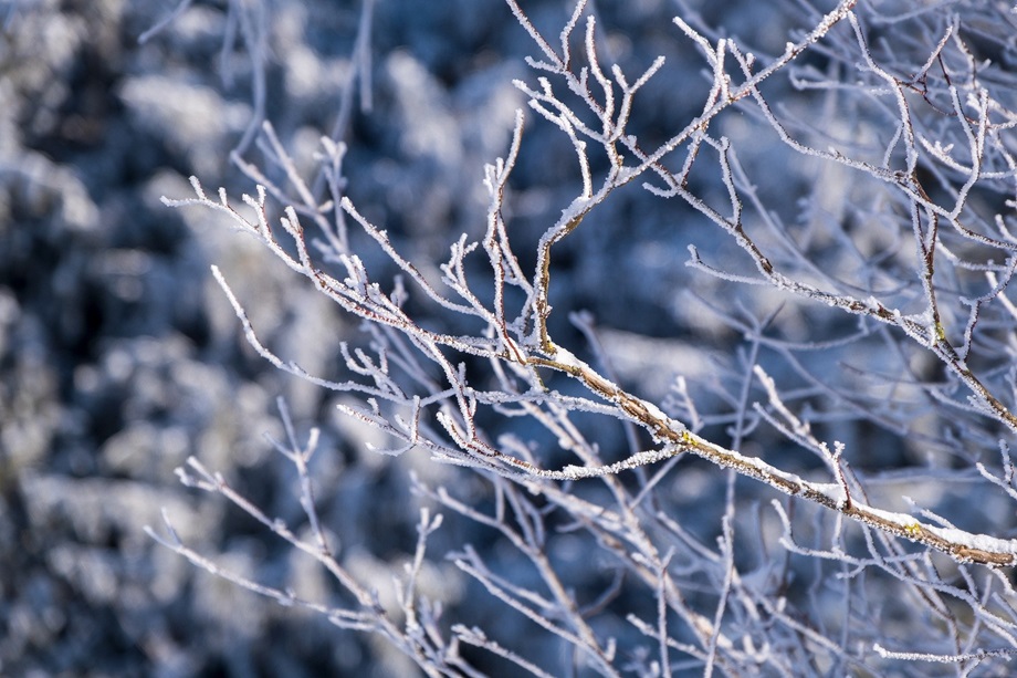 Vinter